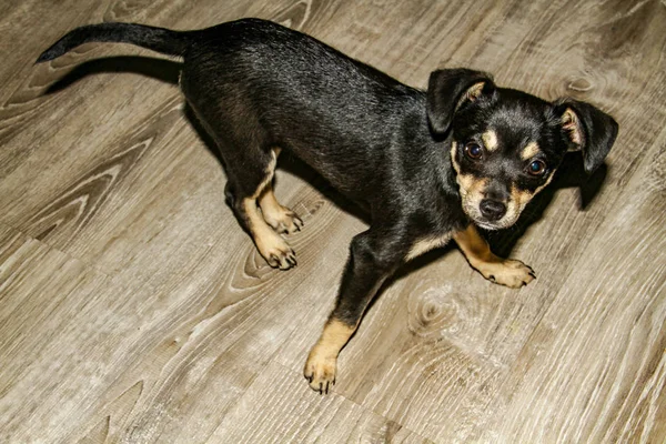 Nahaufnahme Porträt Eines Chihuahua Rassehundes — Stockfoto