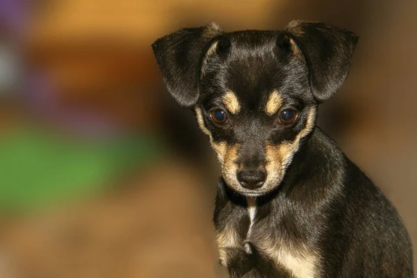 Nahaufnahme Porträt Des Chihuahua Rassehundes Auf Verschwommenem Hintergrund — Stockfoto