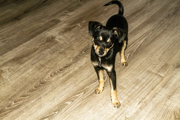 Nahaufnahme Porträt Eines Chihuahua Rassehundes — Stockfoto