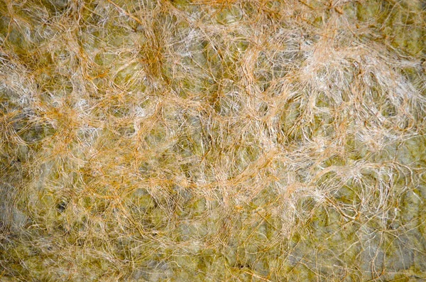 Fas Abstrakter Hintergrund Form Eines Papierbedeckten Rhizoms — Stockfoto