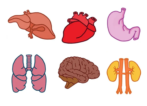 Conjunto de iconos de órganos internos humanos. Ilustración en estilo de dibujos animados aislados sobre fondo blanco corazón, cerebro, pulmones, hígado, estómago, riñones iconos . —  Fotos de Stock