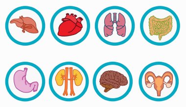 İnsan iç organlarının ikonu. Çizgi film tarzında illüstrasyon beyaz zemin, kalp, beyin, akciğer, karaciğer, mide, böbrekler, üreme sistemi, bağırsak simgeleri üzerinde izole edilmiştir.