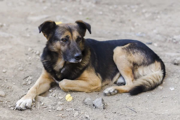 Hemlös hund porträtt — Stockfoto