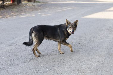 meraklı sokak köpeği