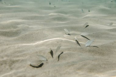 Denizde küçük balık