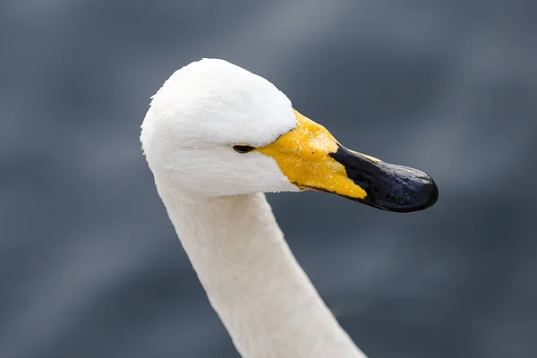 白色天鹅的肖像 — 图库照片