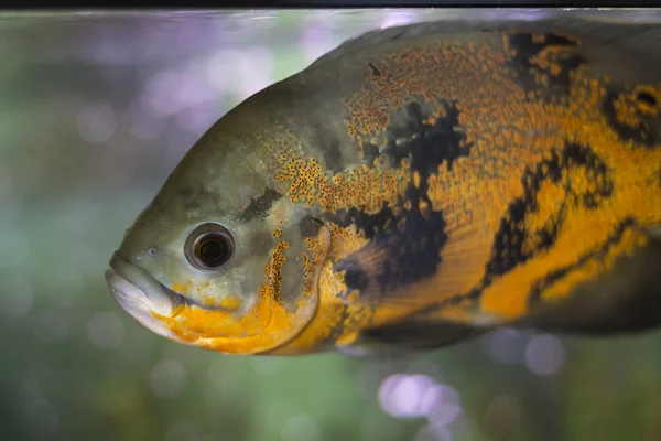 Aquarium vissen foto — Stockfoto