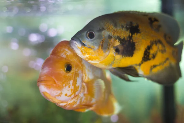 Akvarium fisk foto — Stockfoto