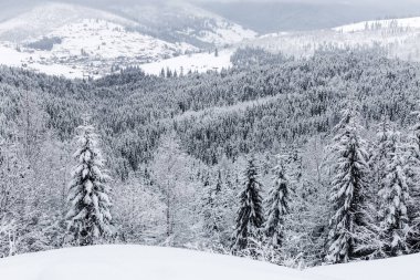 karla kaplı göknar