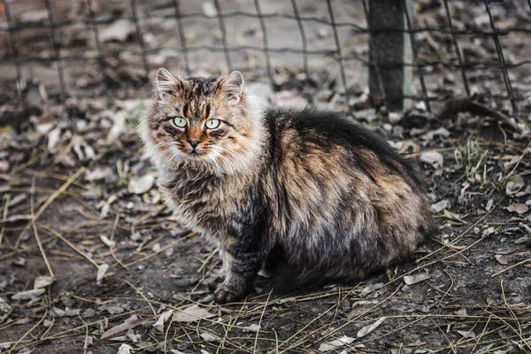 Güzel sokak kedi — Stok fotoğraf