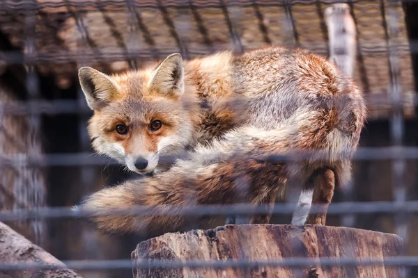 Foxes behind bars — Stock Photo, Image