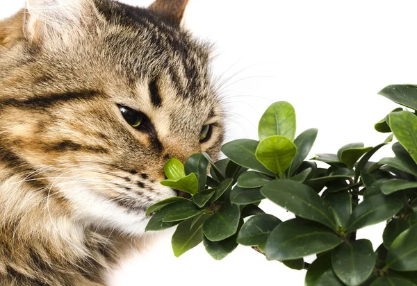 Katt vädra bonsai — Stockfoto