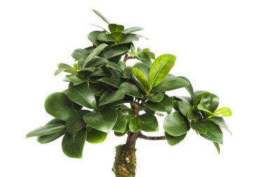 Beyaz bir arka plan üzerinde izole ficus bonsai ağacı