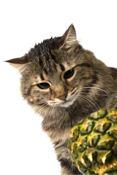 Katze schaut auf Ananas — Stockfoto