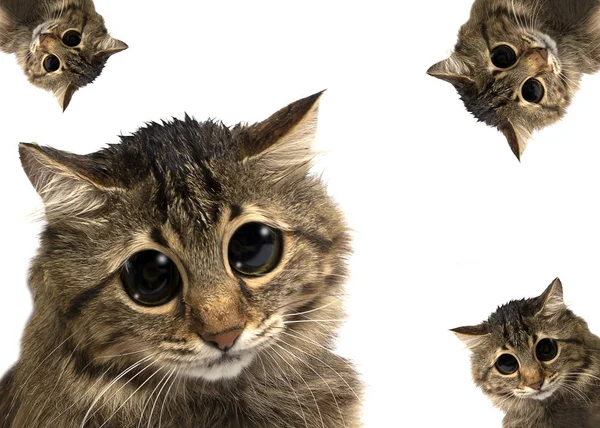 Gato con ojos grandes — Foto de Stock