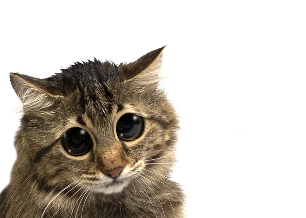 Кот с большими глазами — стоковое фото