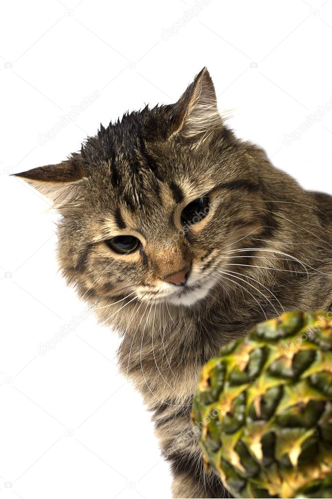 cat looking at pineapple