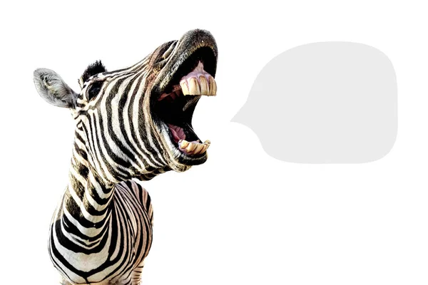 Zebra with space for text — Stock Photo, Image