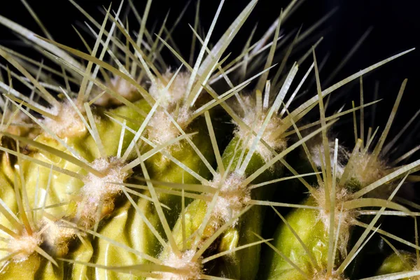 Kaktus makro — Zdjęcie stockowe