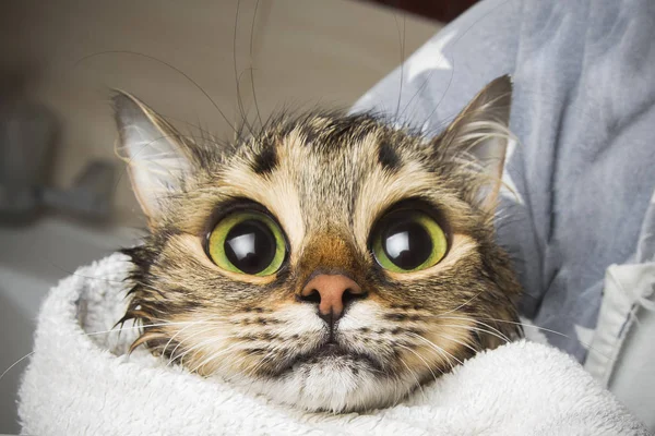 Gato com olhos grandes — Fotografia de Stock
