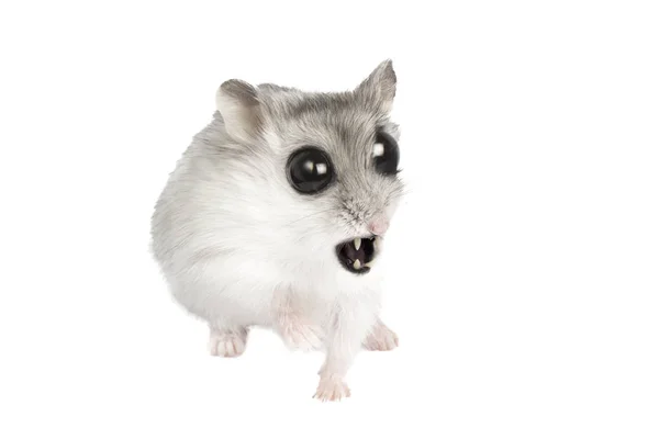 Ποντίκι βαμπίρ — Φωτογραφία Αρχείου