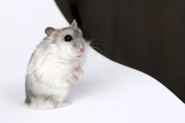 Musen är på bakbenen — Stockfoto