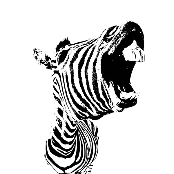 Зебра с открытым ртом — стоковый вектор