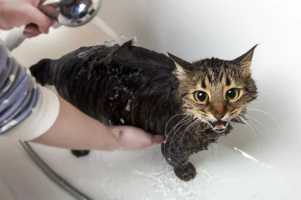 Eine Katze baden — Stockfoto