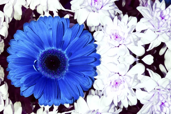 Mavi gerbera ve beyaz krizantem