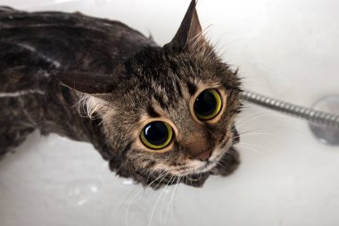 banyo kedi