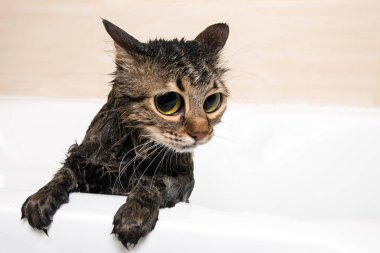 banyo kedi