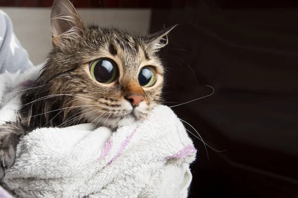 banyo kedi