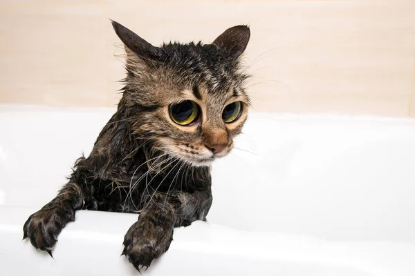 Banyo kedi — Stok fotoğraf