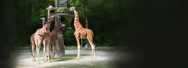 Alimentando Girafas — Fotografia de Stock