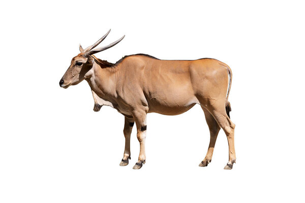 Eland antelope 
