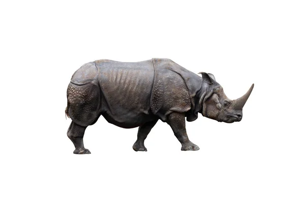 Rhinocéros à une corne — Photo