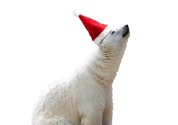 Ours polaire en chapeau de Père Noël — Photo