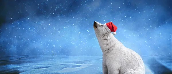 크리스마스 모자를 쓰고 있는 북극곰 — 스톡 사진