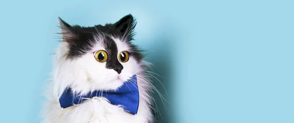 Gato engraçado mockup panorâmico — Fotografia de Stock