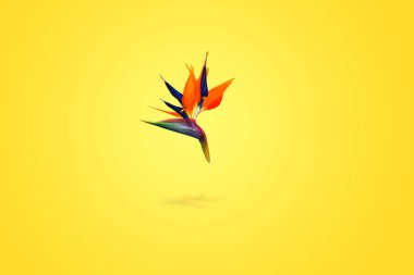 Strelitzia reginae turuncu tropikal çiçek sarı baqckground üzerinde, bahar konsepti