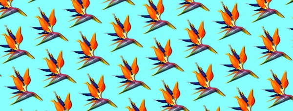 Экзотические Тропические Цветы Райская Птица Стрелиця Панорамный Узор Голубом Фоне — стоковое фото