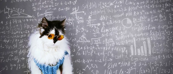 Смешная Кошка Вязаном Зимнем Свитере Очках Над Доской Вписанной Научными — стоковое фото