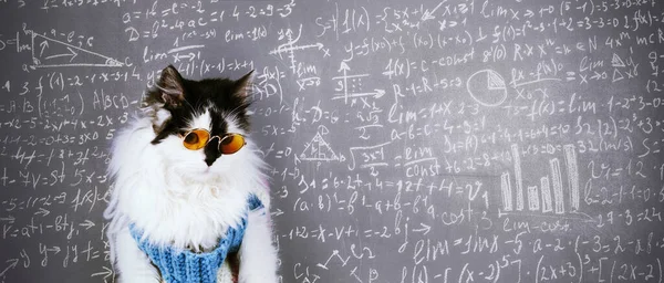 Karatahtanın üzerine örülmüş süveter ve gözlük takan komik kedi fizik ve matematikte bilimsel formüller ve hesaplamalar, akıllı kedi konsepti, panoramik görüntü