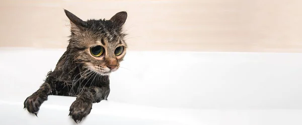 Duştan Sonra Banyoda Sevimli Bir Kedi Panoramik Bir Model Mesaj — Stok fotoğraf