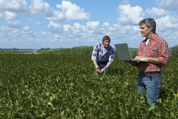 Dos hombres examinando el campo de soja —  Fotos de Stock