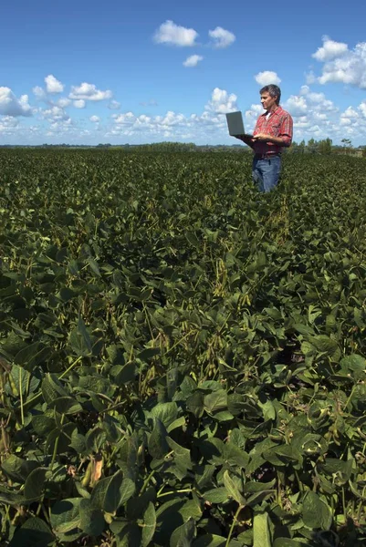 Man examining soybean field — Stock Photo, Image