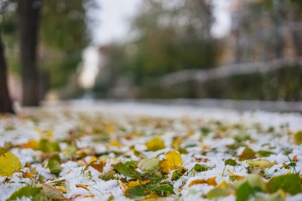Autumn fallen leaves on the first snow