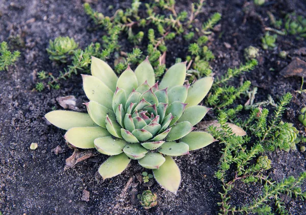 Echeveria görünümü kapatın. Etli bitki doğa. Taze fraktal yeşil bitki
