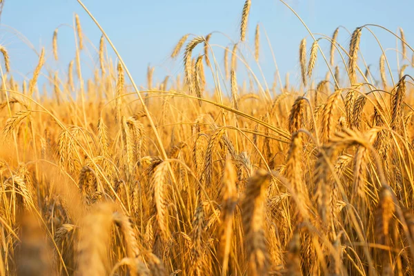 Altın buğday alanında altın saat. Hasat zamanı