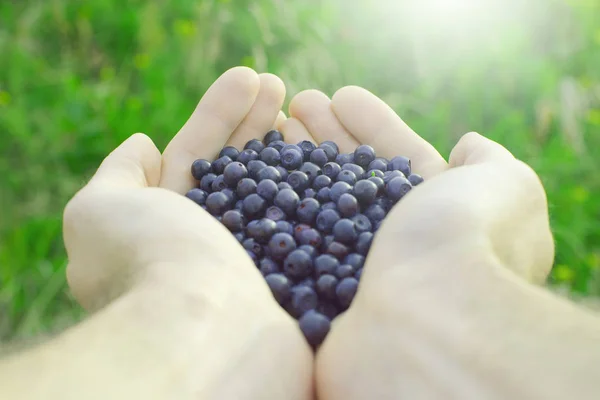 Taze organik yaban mersini erkeklerde eller aldı